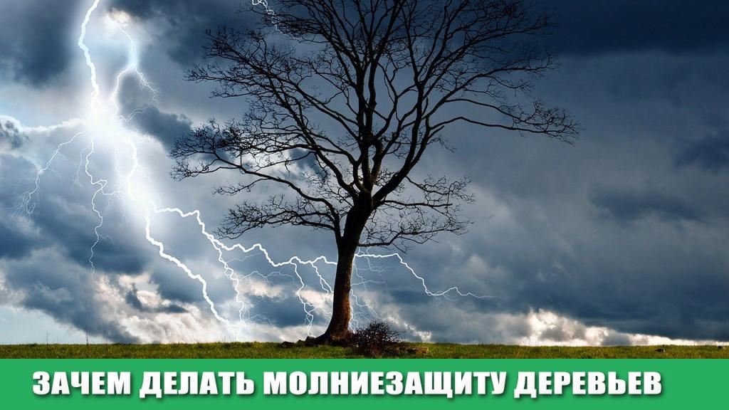 ДЕРЕВО.jpg